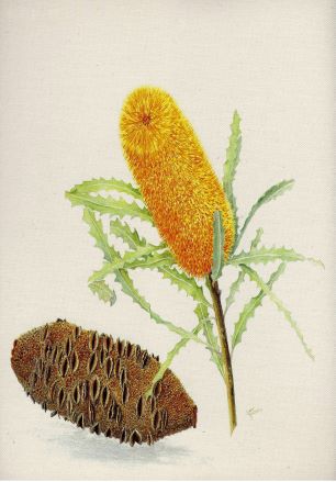 Illustration of a Banksias plant which was named after Sir Joseph Banks. The flower is a large, yellow spiky flower around a wooden core. The image also shows the plant seed pod which is a large woody cone with multiple seed pods.