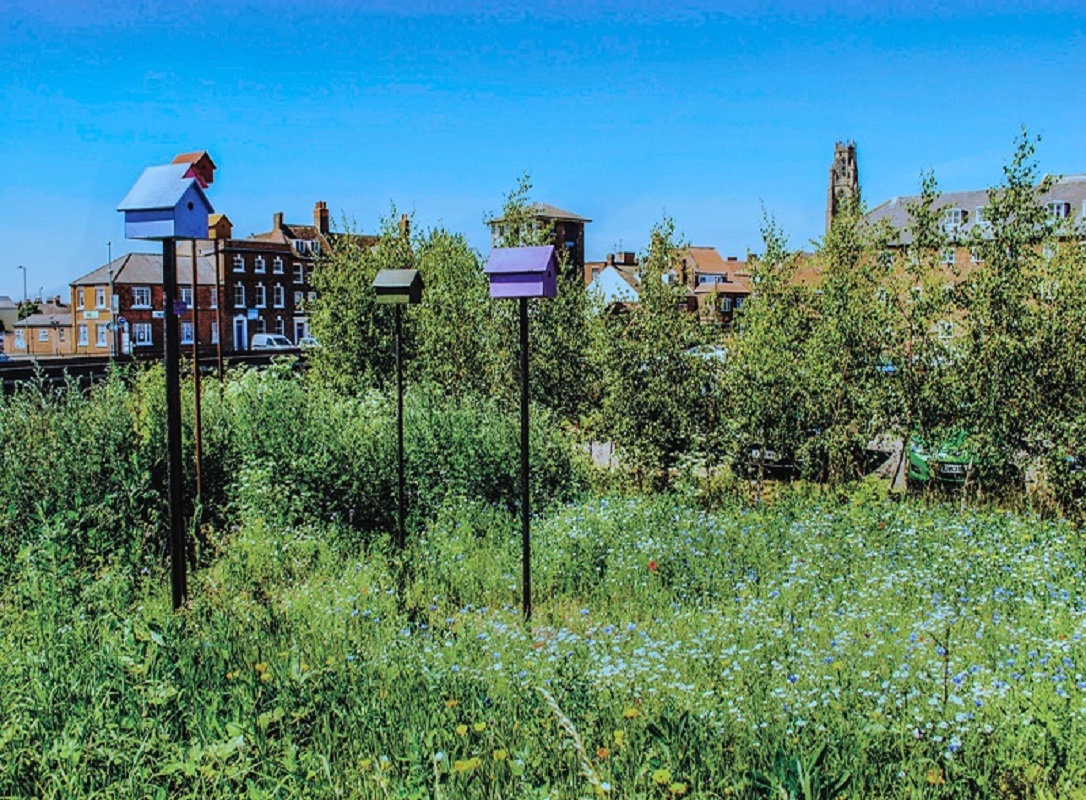 Wildflower meadow in Boston