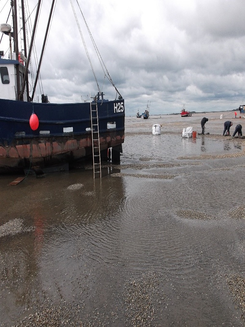 Shell-fishing, Harvesting cockles
