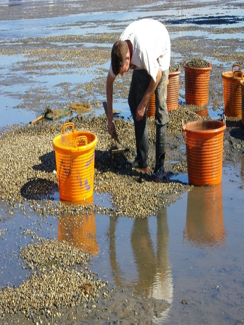 Shell-fisherman,Shell fishing during low-tide